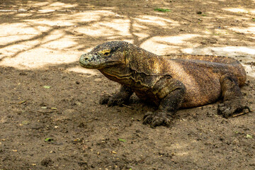 The Komodo dragon 