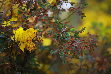 Beautiful autumn landscape with yellow trees and sun. Colorful foliage in the park. Falling leaves natural background