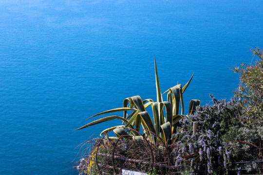 Giardino marino con Agave americana variegata tra gli arbusti e sfondo mare azzurro