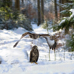 Two Buzzards. Buteo buteo in snowy winter.