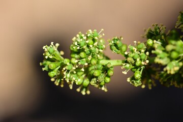 Le raisin qui grandit