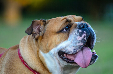 english bulldog on colored background in latvia 1