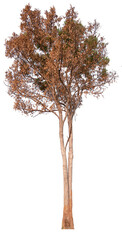 death tree PNG file transparent background