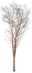 Fototapeta premium death tree PNG file transparent background