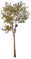 Fototapeta na wymiar PNG tree transparent background, hight qaulity real tree soft light shooting 