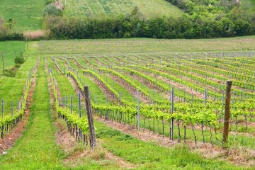 Fototapeta na wymiar Italian vineyard near Siena, Tuscany