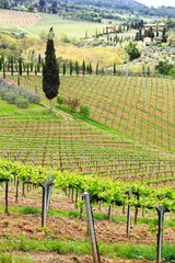 Vineyards in Tuscany, Italy - obrazy, fototapety, plakaty