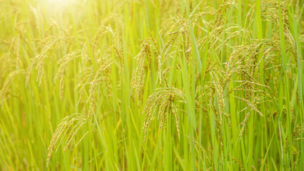 Jasmine rice field, Close up yellow rice seed ripe and green leaves