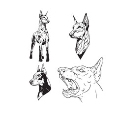 Fototapeta na wymiar Silhouette of a Doberman dog muzzle and body, black and white vector tattoo