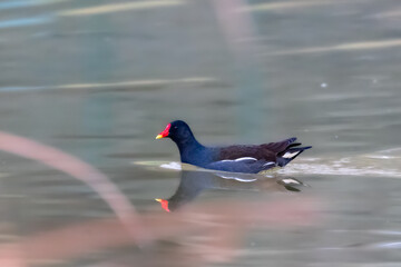 Common Moorhen swimming on the surface of a pond