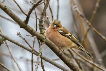 Common Chaffinch perched on a tree branch