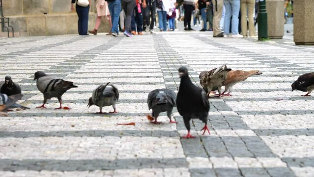 Pigeons in the square of a city in Prague. Bird flu and spread of infection in the city. Close up of many gray city pigeons, wild pigeons. The large number of common birds that feed on breadcrumbs on