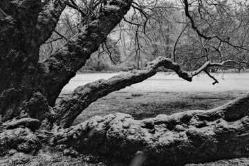 greyscale shot of landscape with snow covered trees and meadow