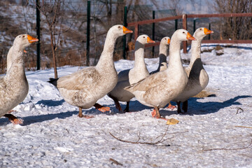 geese in the snow