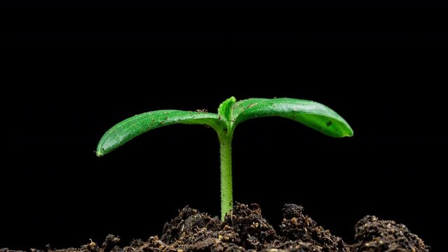 Macro time lapse of fresh cucumber growing. Close-up of the germination and growth of tiny leaves, rotating during growth. Healthy vegan food concept. Motorized panoramic movement. On a black