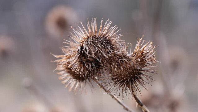 dry burdock seeds close up