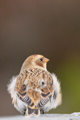 Snow Bunting (Plectrophenax nivalis) in winter in the highlands of Scotland, United Kingdom.