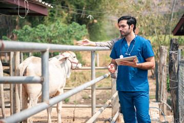Male veterinarian in a blue scrub uniform working in farm, Checking cow hygiene in cowshed, Farm...
