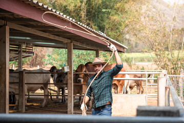 Handsome caucasian cowboy farmer throw a cowboy lasso to catching a cow in cowshed, agriculture and...