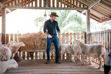 Handsome caucasian farmer working in sheep barn in rural farm, Small business owner, agriculture and livestock concept.