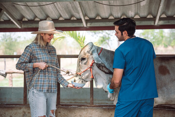 Male veterinarian in a blue scrub uniform discussing with female farm owner about cow hygiene in...