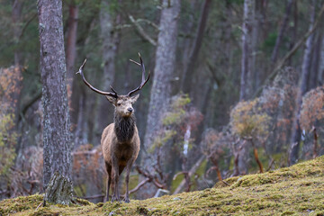 Fototapeta premium Red Deer stag (Cervus elaphus) standing amongst trees in a pine woodland in the highlands of Scotland, United Kingdom.
