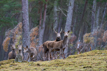 Naklejka na ściany i meble Red Deer hind (Cervus elaphus) standing amongst trees in a pine woodland in the highlands of Scotland, United Kingdom.