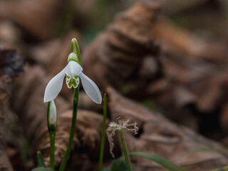 White flower in the fall