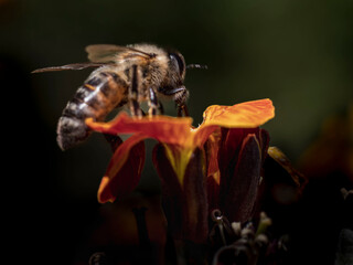 The bee on the flower collects pollen