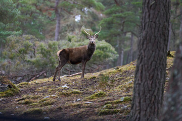 Red Deer stag (Cervus elaphus) standing amongst trees in a pine woodland in the highlands of Scotland, United Kingdom.