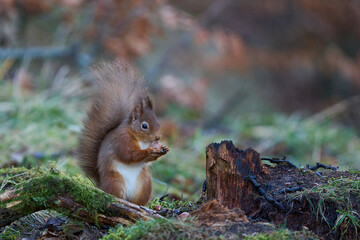 Red Squirrel (Sciurus vulgaris) eating a nut in woodland during winter in the highlands of Scotland, United Kingdom.