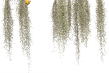 Spanish moss isolate on white background. Clipping path.