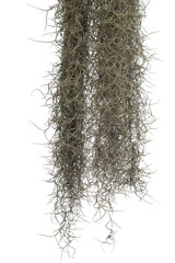 Spanish moss isolate on white background. Clipping path. - 579100387