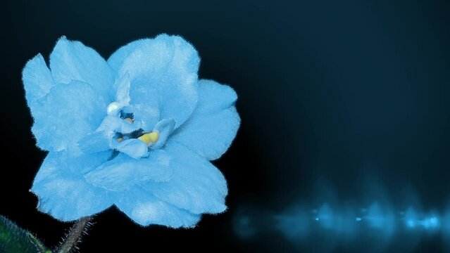 Blooming blue African violet Saintpaulia on a black background. 4K. time lapse. There is space for text.