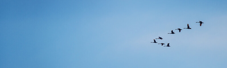 Flock of migrating greylag geese flying in V-formation, banner photo © The Len