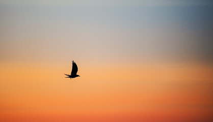 Fototapeta na wymiar Sunset in the Evening, Flying Birds at he Carpathian mountains, Ukraine, Europe.