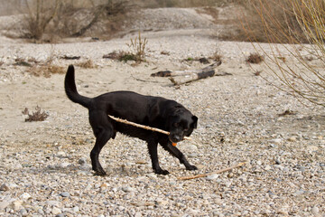 Funny black labrador retriever dog having an orange-colored bell playing like a puppy with a woodstick on sandy ground in the Miribel Jonage nature reserve near Lyon, France.