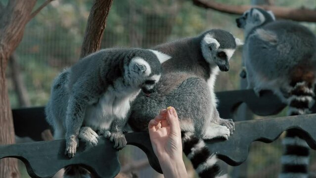 Hand is feeding a ring-tailed lemur with a long beautiful tail.