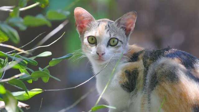 Close up of a domestic cat (felis silvestris lybica) whose fur is a combination of orange, black and white