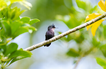 Antillean Crested hummingbird perched on a branch in a botanical garden on the island of Barbados.