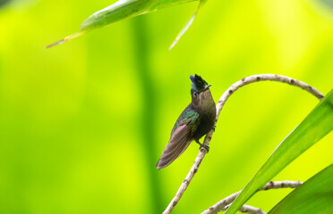 Small Antillean Crested hummingbird, Orthorhyncus cristatus, perched on a branch in the forest with green background.