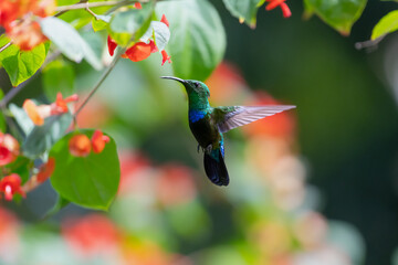 Green-throated Carib hummingbird flying next to tropical flowers in a botanical garden in the Caribbean. © Chelsea Sampson