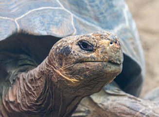 Close-up view of a Galapagos giant tortoise (Chelonoidis niger)