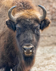 Frontal close up of an European bison (Bos bonasus)