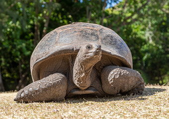 Close-up view of an Aldabra giant tortoise (Aldabrachelys gigantea) at Curieuse Island (Seychelles)