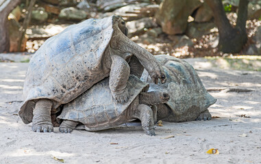 Mating Aldabra giant tortoise (Aldabrachelys gigantea) at Curieuse Island (Seychelles)