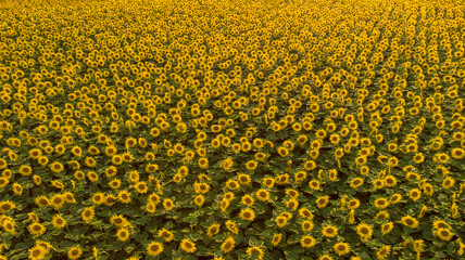 Sonnenblumenfeld in voller Blüte