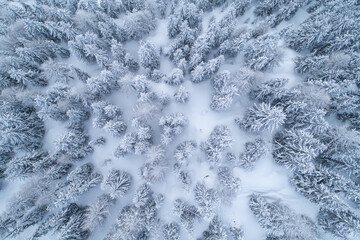 Ein verschneiter, unberührter Tannenwald aus der Vogelperspektive.