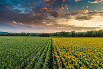 Ein Mais- und Sonnenblumenfeld treffen sich in der Mitte. Ein Sommerbild mit dramatischen Abendhimmel und schönem Wolkenbild.