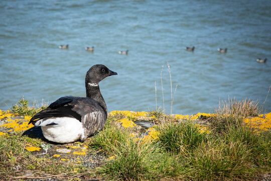 Photographie d'une oie sauvage, une bernache &agrave; cul blanc, qui regarde passer ses cong&eacute;n&egrave;res.